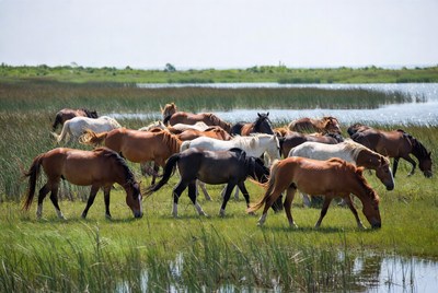 Wild horses grazing by the water
