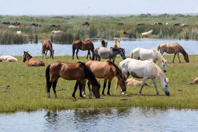 Wild horses grazing by water