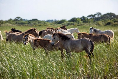Horses grazing in tall grass