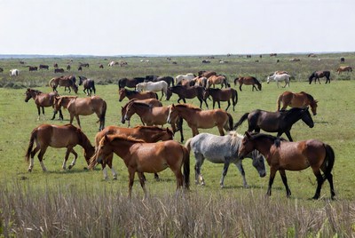 Herd of horses grazing in open field