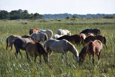 Horses grazing in tall grass