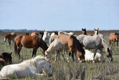 Wild horses grazing in open field