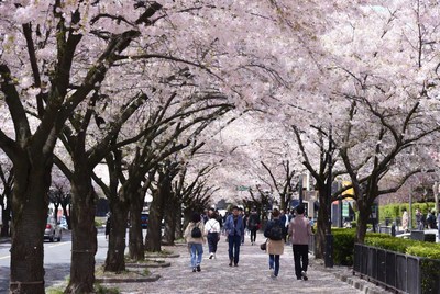 Cherry blossom trees in springtime