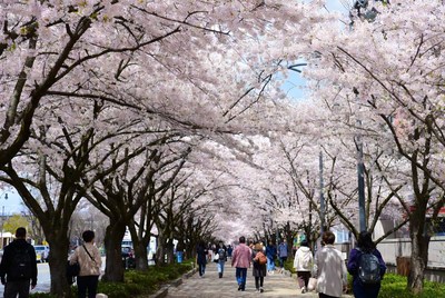 Cherry trees in bloom along pathway