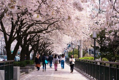 People walking under cherry blossoms