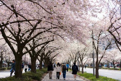Visitors walk under cherry blossoms in spring