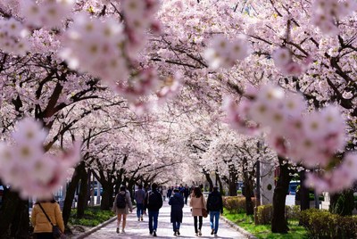 Cherry blossoms in full bloom in spring