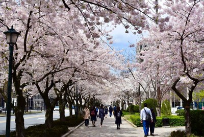 Cherry blossoms lining city street