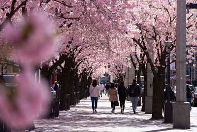 Cherry blossom viewing in the city