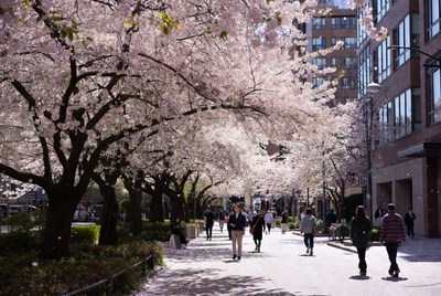 Cherry blossom walk in the city