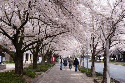 Cherry blossoms line the street in spring