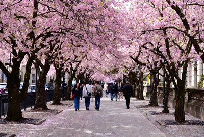 Walk under blooming cherry trees