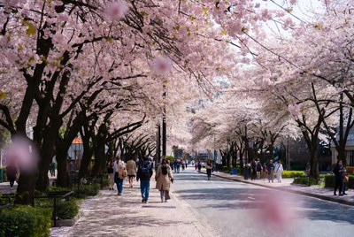 Cherry blossom trees line the street