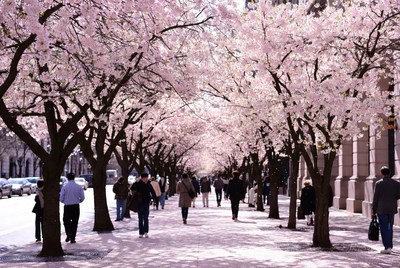 Cherry trees line the busy street