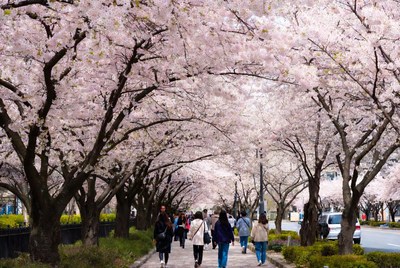 People walking under cherry blossom trees