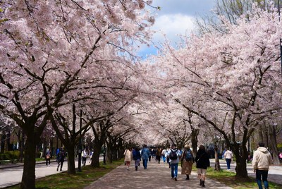 People walking under cherry blossoms