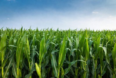 Corn field under blue sky