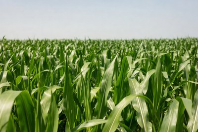Green corn field stretches far away