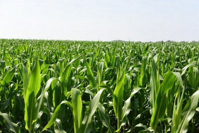 Corn field in bright sunlight