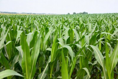 Corn plants grow in the field