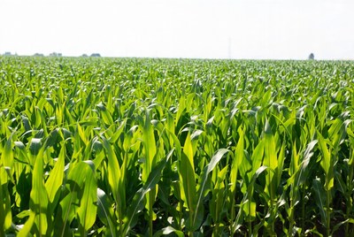 Cornfield in bright daylight