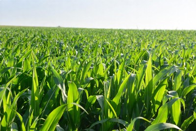 Corn field in bright sunlight