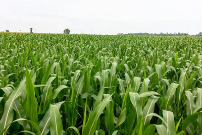 Green cornfield in summer
