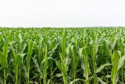 Corn field in summer afternoon light
