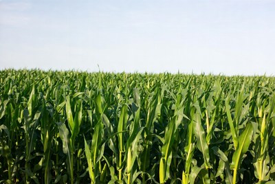 Green cornfield under sunny sky