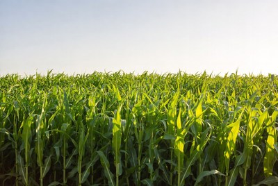 Cornfield under clear sky at sunset