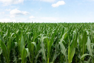 Green corn field under blue sky