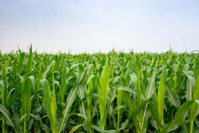 Corn plants growing in farm field