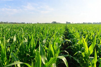 Cornfield under bright sky
