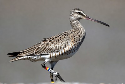 Bird with leg band in natural setting