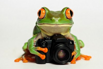 Frog holding a camera in studio
