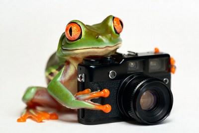 Frog holding a camera for fun