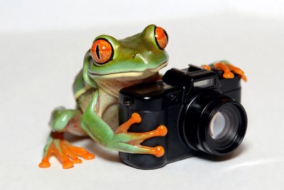Frog holding a camera on a white surface