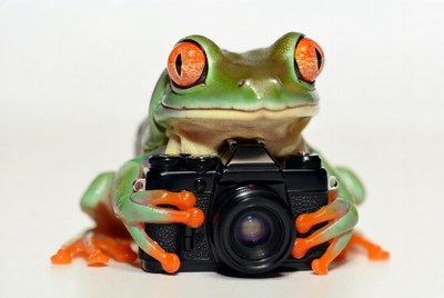 Frog holding a camera in studio
