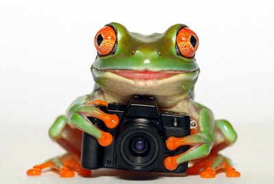 Frog holding camera in front of white background