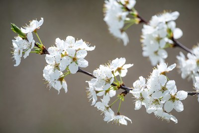 White flowers on a branch in springtime