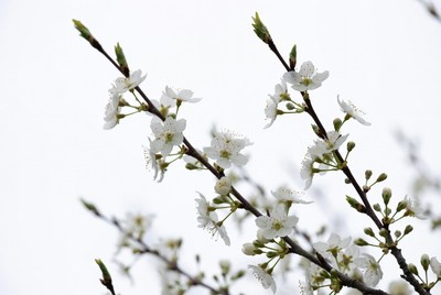 White flowers on a branch in spring