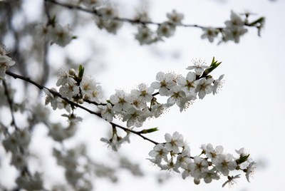 Blossoms on a tree branch in spring