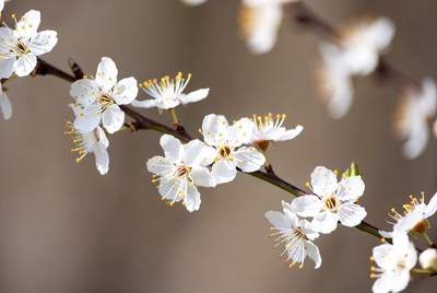 White flowers bloom on a branch