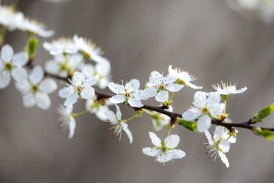 White flowers bloom on branch