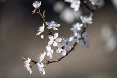 Blossoms on a spring day