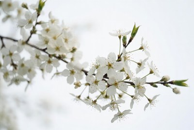 Blossoms on tree branch in spring