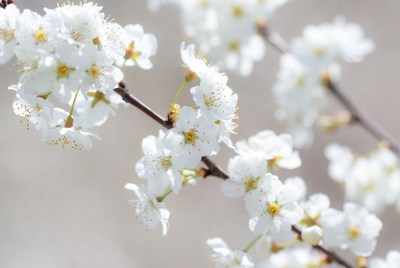 White flowers on tree branch during spring