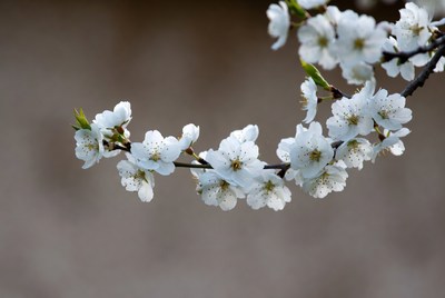 White flowers on a branch bloom