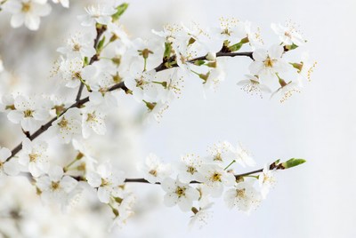 White blossoms on tree branches in spring