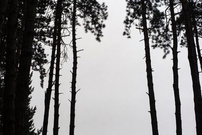 Dark trees against gray sky